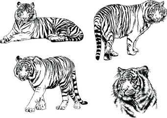 set of vector drawings on the theme of predators tigers are drawn by hand with ink tattoo logos