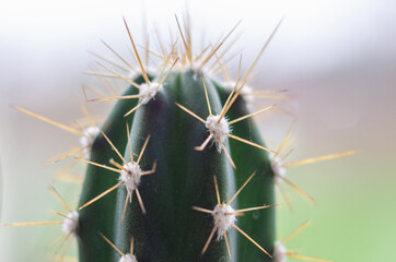 Close up view of a cactus plant which on a kitchen windowsill.