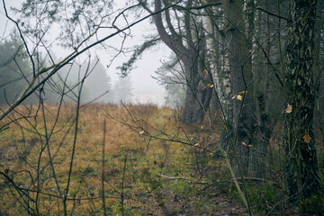 jesienne drzewa ,mgła  © Marcin Łazarczyk