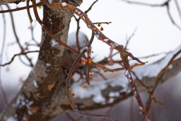 冬の山の樹木とその実