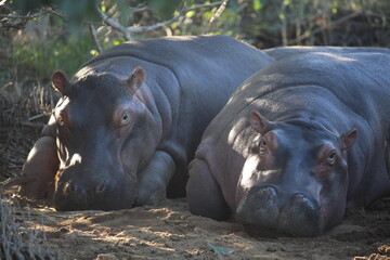 hippopotamus resting on shore