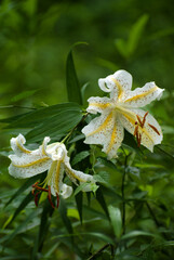 white lily