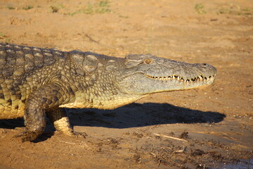 crocodile in national park