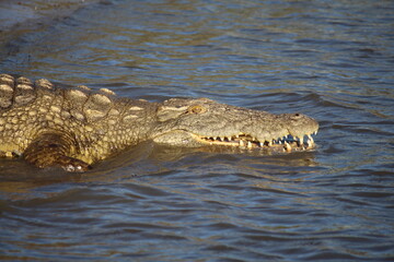 crocodile in the water
