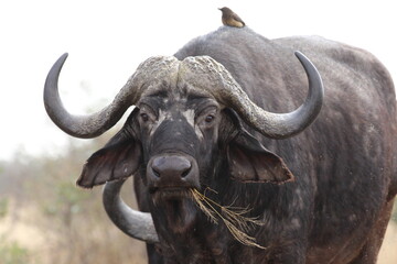african buffalo bull
