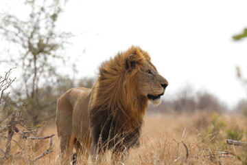 Plakat male lion in the savannah