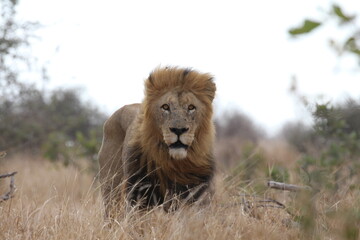 male lion in the wild