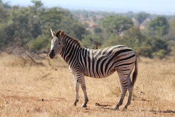 zebra in the savannah © Yasmin