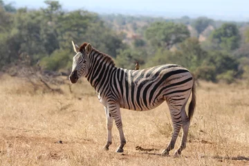 Fotobehang zebra in de savanne © Yasmin