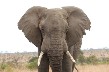 Fototapeta na wymiar african elephant bull