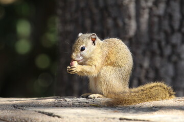 squirrel eating nut