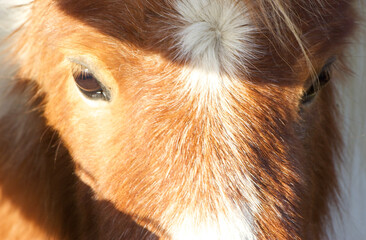 Livestock in the muddy fields around Oxford