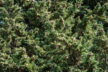 Branch of Mediterranean cypress tree with round brown cones on blurred green background. Selective focus. Close-up. Cupressus sempervirens, Italian cypress or pencil pine in parks of resort of Sochi.