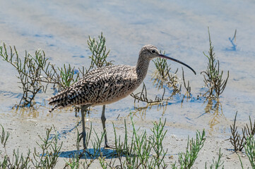 Long-billed Curlew (Numenius americanus) in Bolsa Chica Ecological Reserve, California, USA