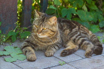 Naklejka na ściany i meble Portrait of guarded city cat lying in tree shadow
