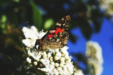 butterfly on a flower