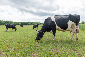 kuh rinder kühe milchkühe landwirtschaft weide