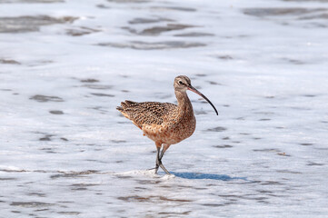Long-billed Curlew (Numenius americanus) in Coal Oil Point Reserve, California, USA