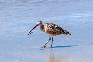 Long-billed Curlew (Numenius americanus) in Coal Oil Point Reserve, California, USA