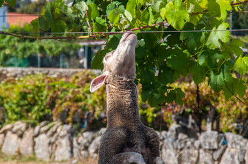 A sheep eating from a tree.