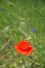 Obraz premium Bright red poppy flower. Wild flower with red petals.