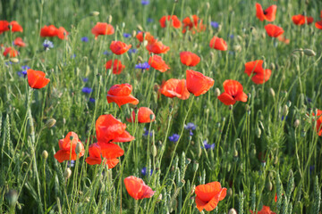 Red poppy among the field grasses in summer. Beautiful wildflowers. Untouched nature.