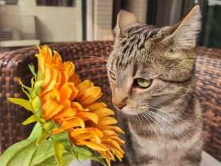 Naklejka premium Cute tabby cat looking at sunflower close up