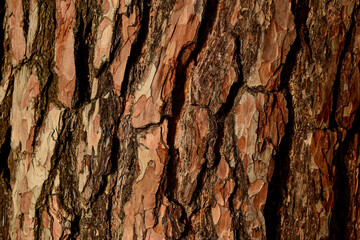 A trunk with a distinct, cracked bark illuminated by autumn and winter sunlight