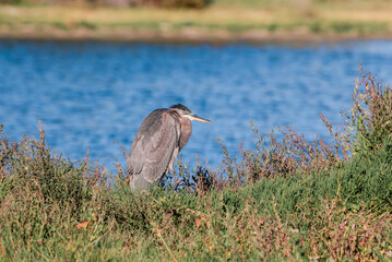 Great Blue Heron (Ardea herodias) in Malibu lagoon, California, USA