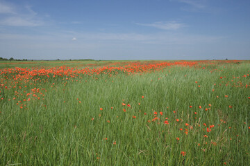 Red poppy flowers in a field on a sunny day. Clear blue sky over a poppy field. Scenery. Red wildflowers.