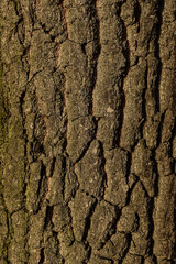 A trunk with a distinct, cracked bark illuminated by autumn and winter sunlight