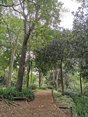 path in the park
