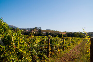 Fototapeta na wymiar Vineyard in the north of Portugal.