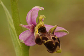 Close up of a colorful flower of the woodcock bee-orchid or woodcock orchid ( Ophrys scolopax )