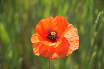 Big red poppy flower in a close-up. Beautiful flower with red petals.