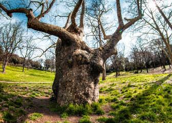 tree in the park