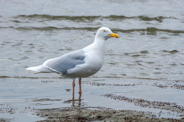 Glaucous Gull (Larus hyperboreus) in Barents Sea coastal area, Russia