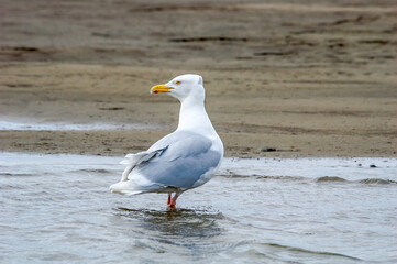 Fototapeta premium Glaucous Gull (Larus hyperboreus) in Barents Sea coastal area, Russia