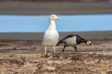 Fototapeta na wymiar Glaucous Gull (Larus hyperboreus) and Barnacle Goose (Branta leucopsis) in Barents Sea coastal area, Russia