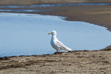 Glaucous Gull (Larus hyperboreus) in Barents Sea coastal area, Russia