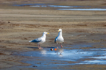 Glaucous Gulls (Larus hyperboreus) in Barents Sea coastal area, Russia