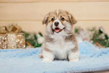 Purebred Welsh Corgi puppy dog in Christmas decoration. New Year holidays