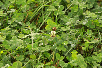 Dewy grass in an autumn field
