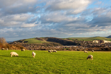 A South Downs Landscape of Grazing Sheep on a Hillside Above the Town of Lewes © lemanieh
