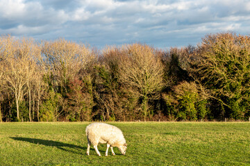Fototapeta premium A Sheep Grazing in a Field