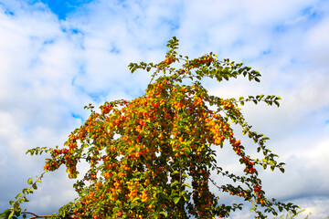 Orange Autumn berries on a cold day