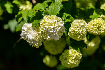 Pretty flowers on a guelder rose bush