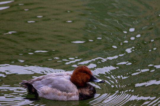redhead  duck in the water