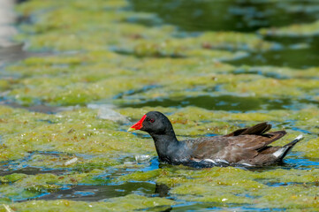 Common Moorhen (Gallinula chloropus) in park, Keil, Schleswig-Holstein, Germany