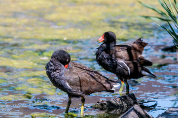 Common Moorhen (Gallinula chloropus) in park, Keil, Schleswig-Holstein, Germany
